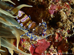 Periclimenes sagittifer