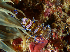 Periclimenes sagittifer