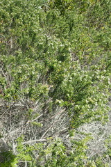 Phylica axillaris axillaris