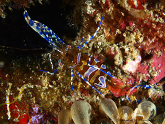 Periclimenes sagittifer