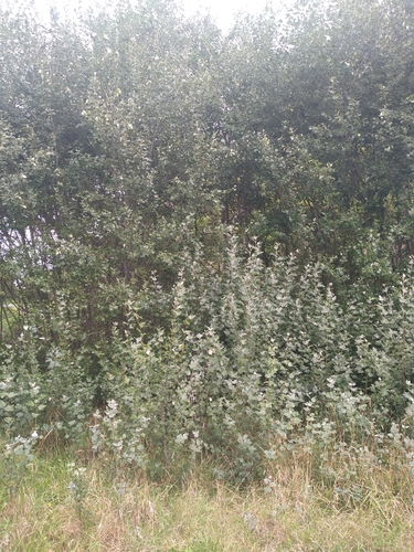 Populus alba iNat (2)