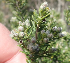 Phylica axillaris axillaris