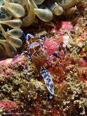 Periclimenes sagittifer