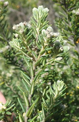 Phylica axillaris axillaris