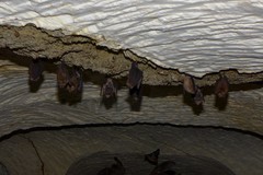 Rhinolophus clivosus