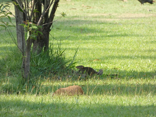 Northern Treeshrew (Tupaia belangeri)