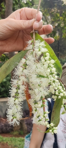 Melaleuca leucadendra
