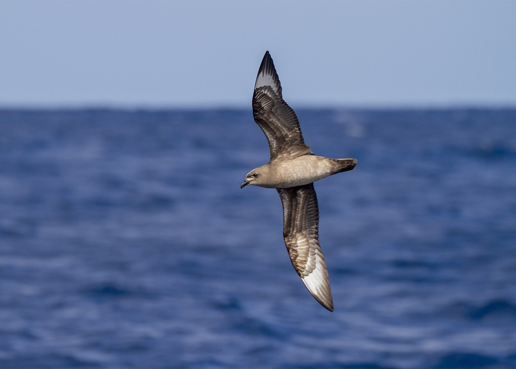 Kermadec Petrel photo