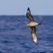 Kermadec Petrel - Photo (c) Steve Murray, some rights reserved (CC BY-NC), uploaded by Steve Murray