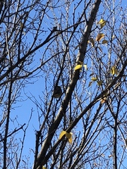 Poecile atricapillus