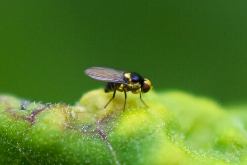 Liriomyza asclepiadis · iNaturalist Mexico