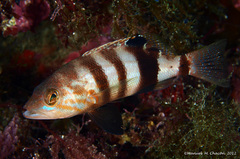 Serranus hepatus
