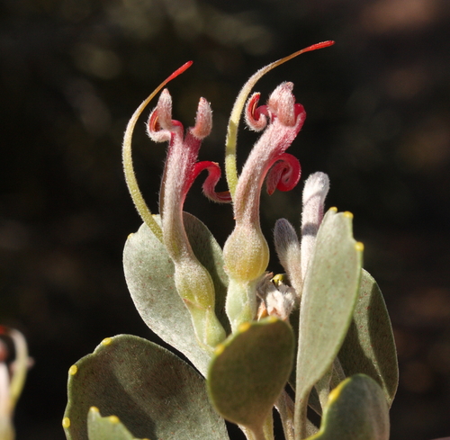 Adenanthos strictus
