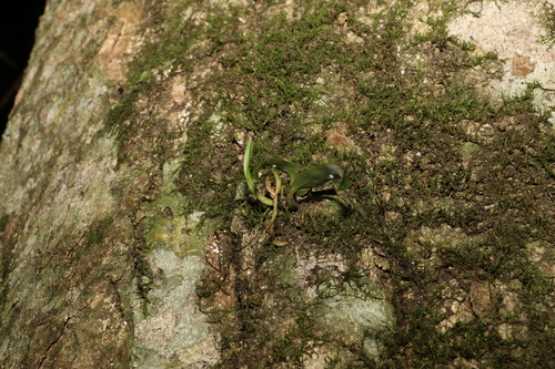Diplocaulobium observed 2023-03-03