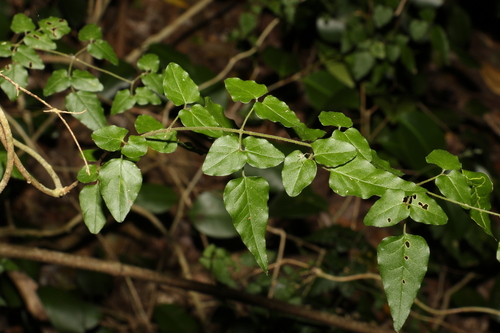 Image of Jasminum singuliflorum by (c) Greg Tasney, some rights reserved (CC BY-SA)