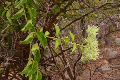 Jasminum annamense