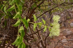 Jasminum annamense