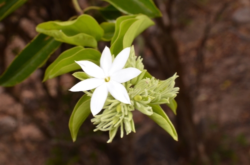 Jasminum annamense, photograph 1