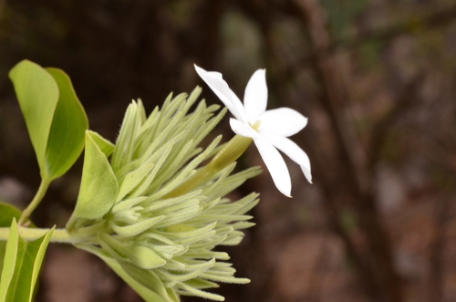 Jasminum annamense, photograph 2