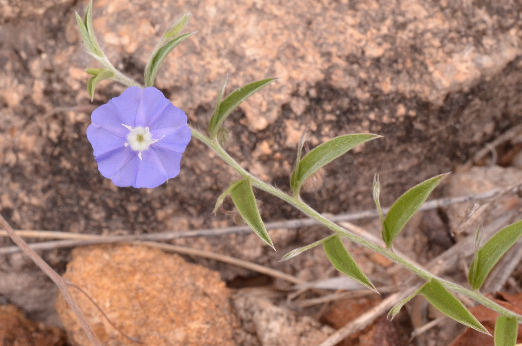 Evolvulus alsinoides (Evolvulus alsinoides)