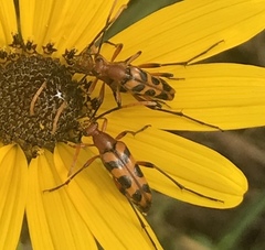 Strangalia sexnotata