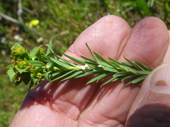 Euphorbia genistoides