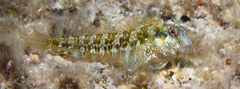 False Tasmanian Blenny photo 2