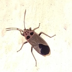 Graptostethus argentatus