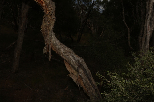 Image of Melaleuca irbyana by (c) Greg Tasney, some rights reserved (CC BY-SA)