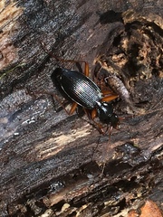 Platynus hypolithos