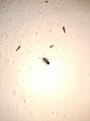 Graptostethus argentatus