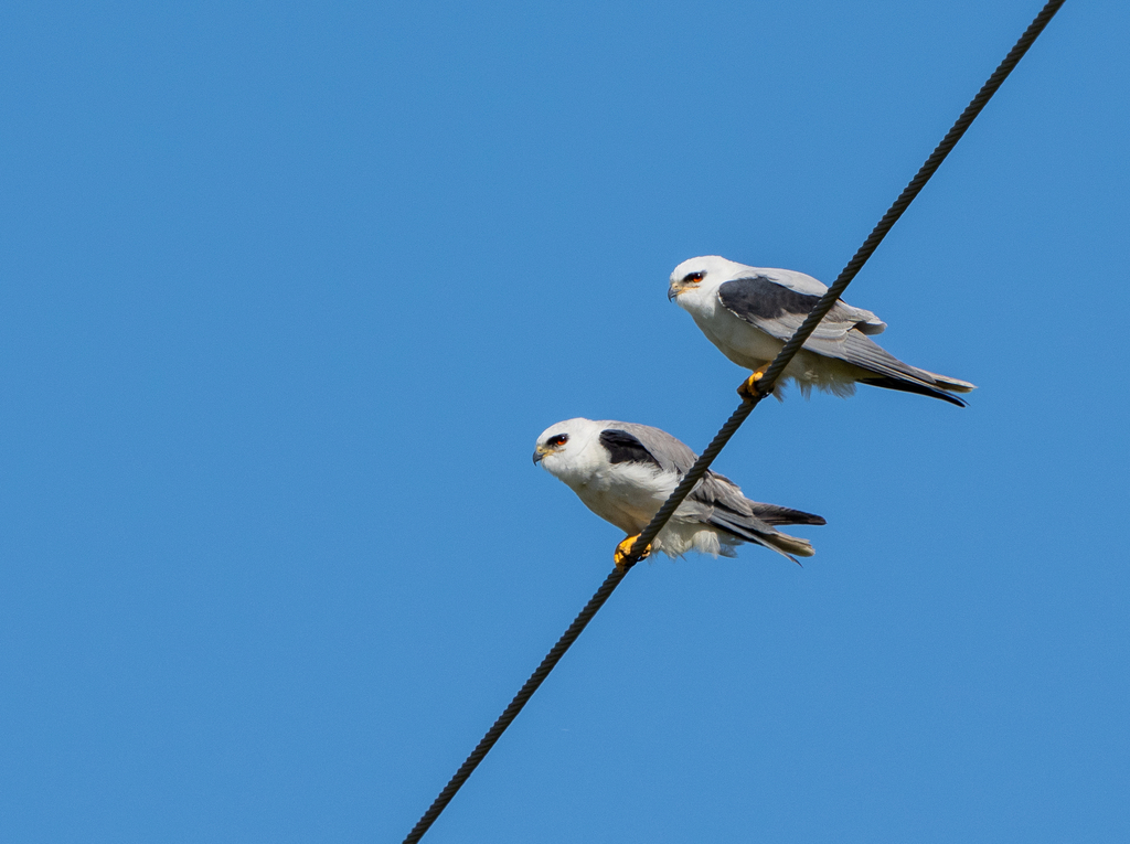 Whitetailed Kite from Galveston, TX, USA on March 03, 2023 at 0257 PM by Abhishek N. Prasad