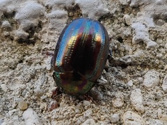 Chrysolina americana