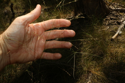 Image of Panicum decompositum by (c) Greg Tasney, some rights reserved (CC BY-SA)