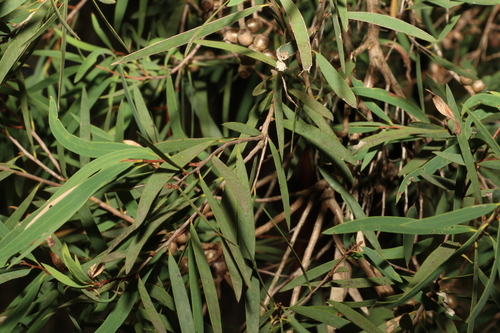 Image of Melaleuca groveana by (c) Greg Tasney, some rights reserved (CC BY-SA)