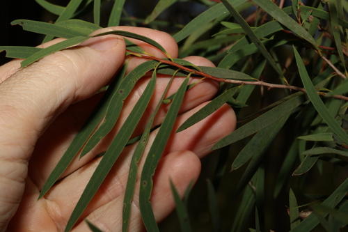 Image of Melaleuca groveana by (c) Greg Tasney, some rights reserved (CC BY-SA)