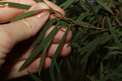 Image of Melaleuca groveana by (c) Greg Tasney, some rights reserved (CC BY-SA)