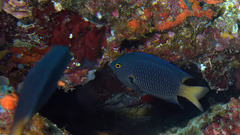 Yelloweye Damselfish photo 3