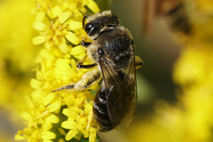 Colletes simulans armatus