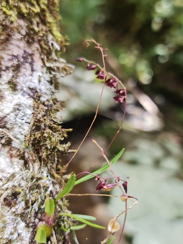 Bulbophyllum boiteaui image