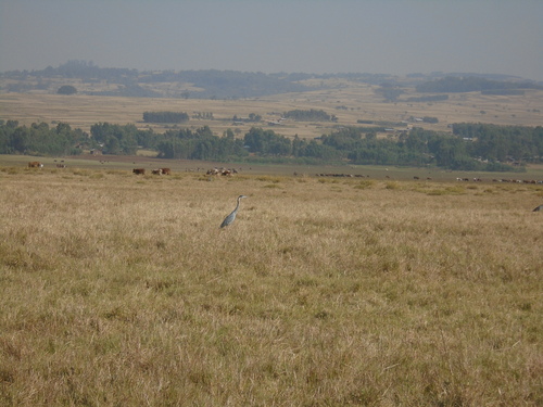 Black-headed Heron