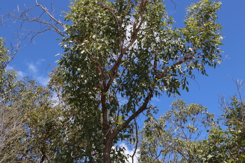 Image of Eucalyptus dura by (c) Greg Tasney, some rights reserved (CC BY-SA)