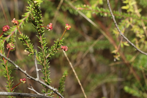 Image of Acacia brunioides by (c) Greg Tasney, some rights reserved (CC BY-SA)