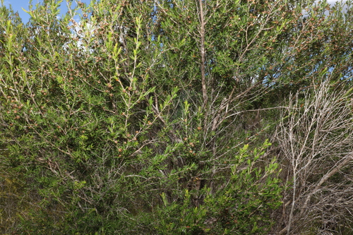 Image of Leptospermum variabile by (c) Greg Tasney, some rights reserved (CC BY-SA)