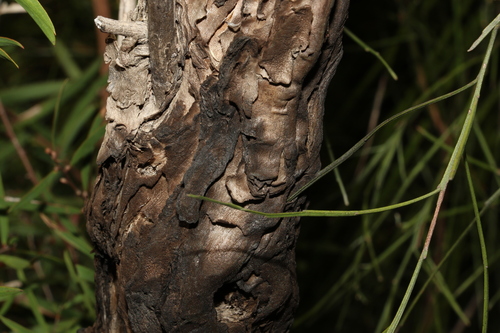 Image of Melaleuca groveana by (c) Greg Tasney, some rights reserved (CC BY-SA)