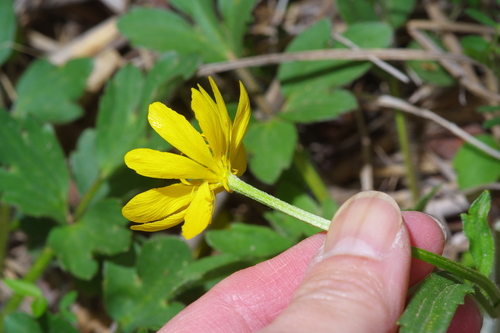 Image of Ranunculus macranthus by (c) Michelle W. （鍾偉瑋）, some rights reserved (CC BY)