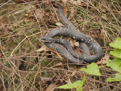 Coluber constrictor anthicus