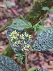 Psychotria bullulata image