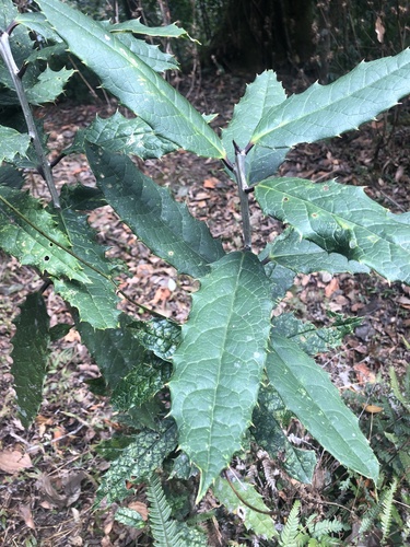Ilex excelsa
