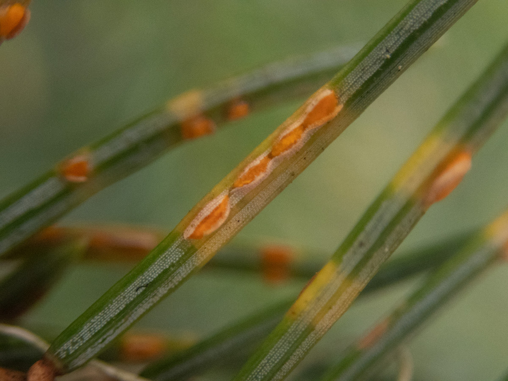 Ceropsora